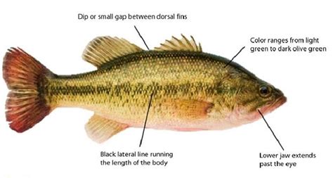 Blog - Largemouth Bass Anatomy