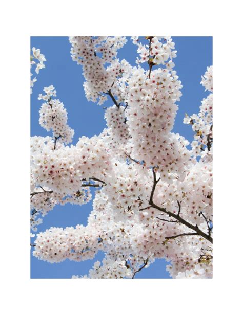 PRUNUS yedoensis (Cerisier du Tibet) Conditionnement & taille En pot de 25-30 litres forme ...