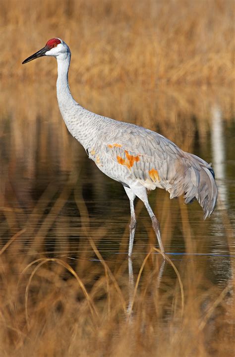 Sandhill Crane • Wildlife • Julian Bunker Photography