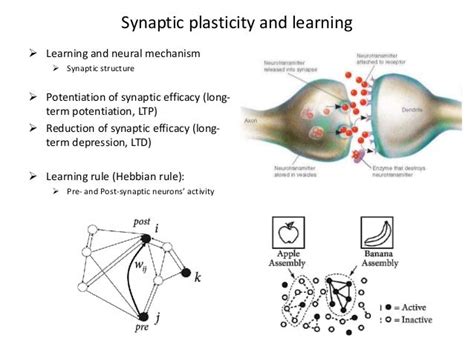 Ch 19 synaptic_plasticity