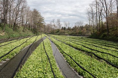 Cultivation of Wasabi Crops Stock Image - Image of closeup, environment: 85184695