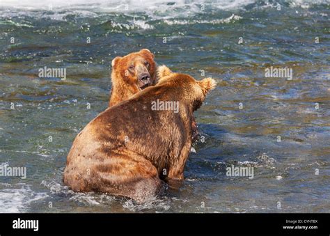 Grizzly bear on Alaska Stock Photo - Alamy