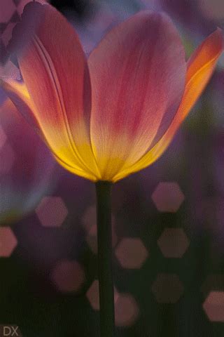 Tulip GIF - Download & Share on PHONEKY