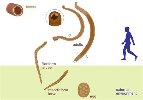 Ancylostoma duodenale