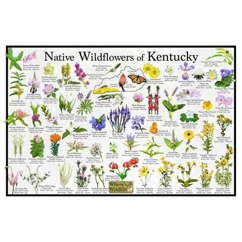 Native Wildflowers of Kentucky / State Flower Field Guide Poster ...