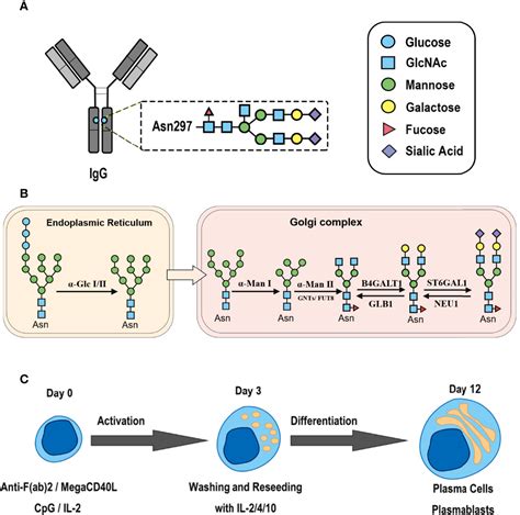 Frontiers | Cytokines in the Immune Microenvironment Change the Glycosylation of IgG by ...