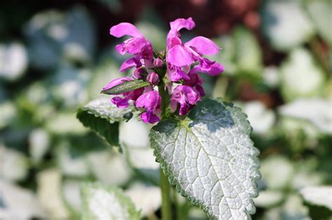 Red Dead Nettle Flowers Plant - Free photo on Pixabay - Pixabay