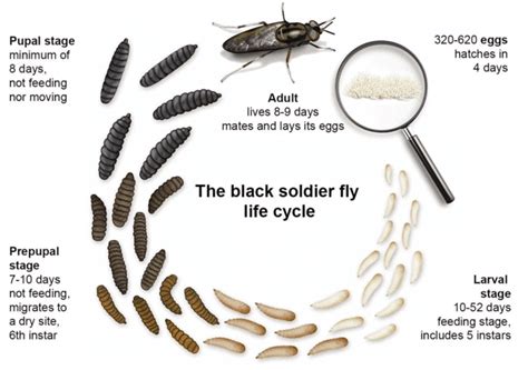 Understanding the Life Cycle of the Black Soldier Fly - Insect School