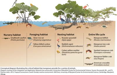 Mangroves provide critical habitat media library integration and ...