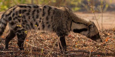 Civet: A Wildlife Guide To The African Civet ️