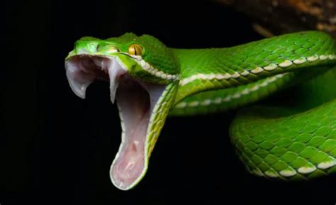 How snakes got their fangs – News