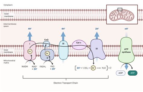 Electron Transport Chain: Steps, Products, Diagram