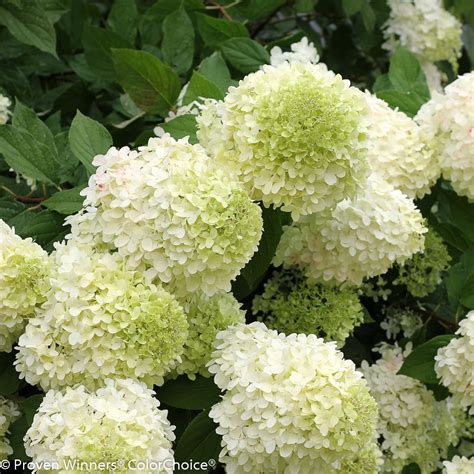 Hydrangeas for Color - City Floral Garden Center - Denver Colorado