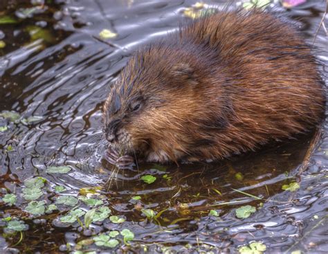 A Muskrat Eating Vegetation | A muskrat eating vegetation in… | Flickr