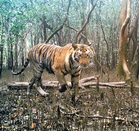 Sunderbans Tiger Reserve | Sunderbans tiger count up by 12 in four ...