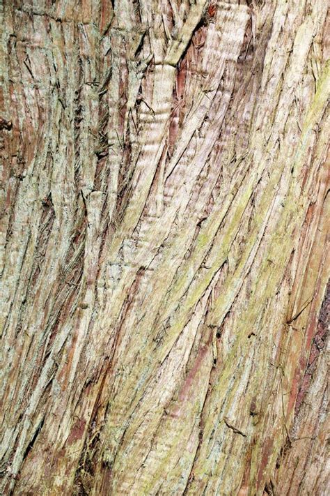 Western Red Cedar - bark stock photo. Image of forest - 20807892