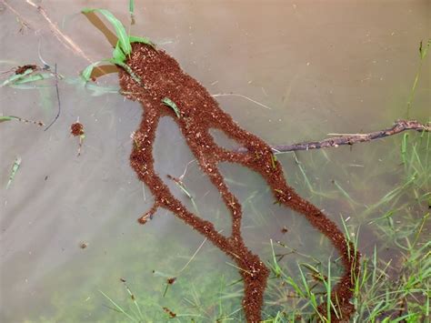 The Extraordinary Behaviour of Flooded Fire Ants | BBC Earth