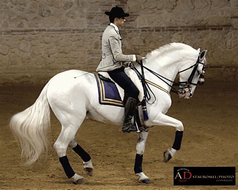 Caballo Andaluz / Por Stauromel-AlquimiaDigital - Flickr Beautiful ...