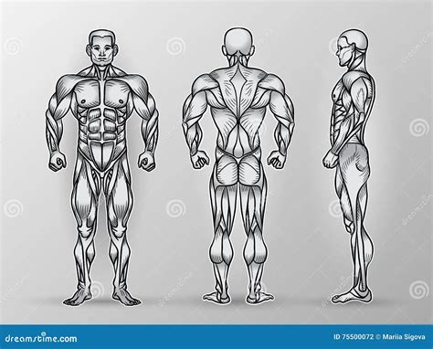 Back Muscles Anatomy Art - Rick Morin