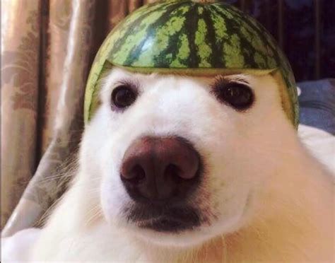 PsBattle: dog with watermelon hat : r/photoshopbattles