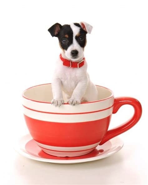 59 best images about Teacup Puppy on Pinterest | Chihuahuas, Russian ...