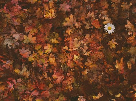 Download Autumn, Leaves, Foliage. Royalty-Free Stock Illustration Image ...