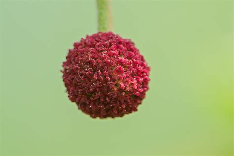 Sycamore in Spring - Venerable Trees