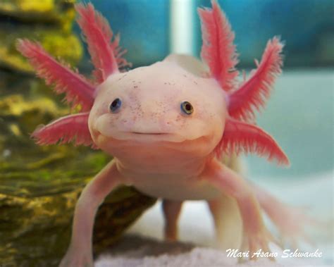 El Axolotl Mexicano | Animales, Del mar y Monstruos gigantes