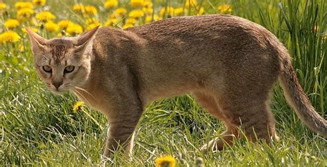 Top 10 Largest Cat Breeds in the World | by David Atkins | Medium