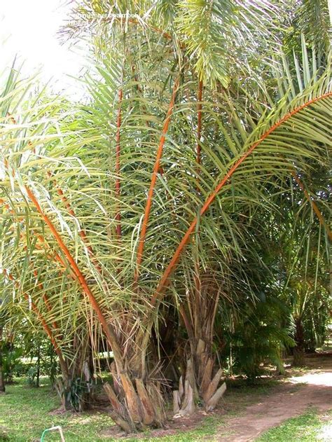 PlantFiles Pictures: Raffia Palm (Raphia farinifera) by palmbob