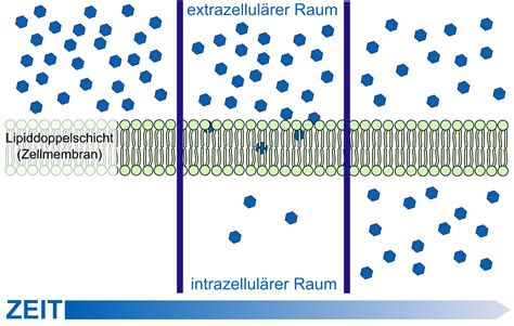 File:Scheme simple diffusion in cell membrane-de.png