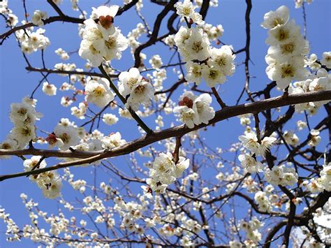 Ume blossom/Japanese apricot blossom in Yushima Tenjin (shrine) | Mar 2014 | Bloom blossom ...