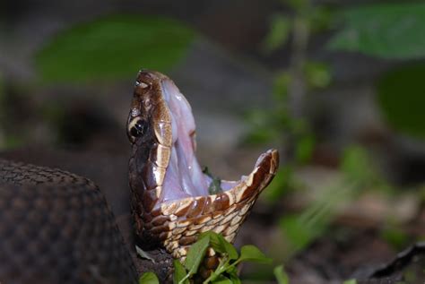 Texas Animals: Native Wildlife & Texas State Animals | Infoplease