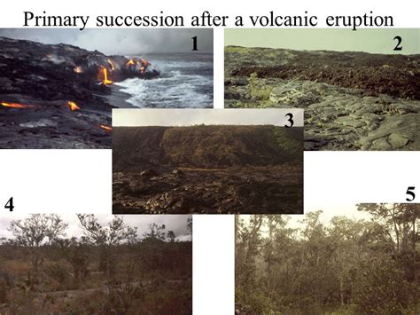 Primary Succession After Volcano Eruption