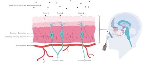 Identifying central targets for intranasal oxytocin administration and ...