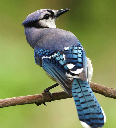 Free picture: cyanocitta, cristata, blue, jay, bird