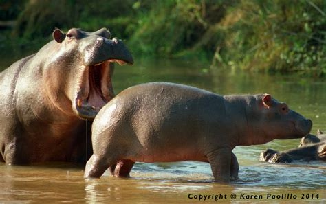 Hippos playing in Turgwe River | SaveTheHippos.info - we save wild hippos-