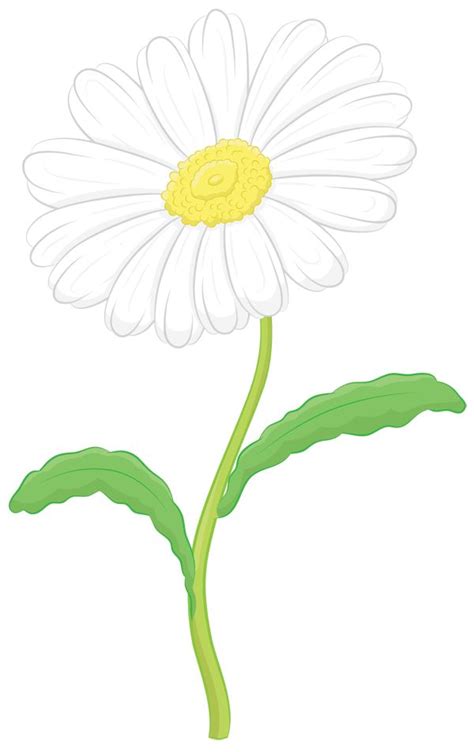 How to Draw a Daisy Step by Step | Daisy drawing, Flower drawing ...