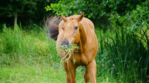 ¿Qué tipo de vitaminas necesita tu caballo?