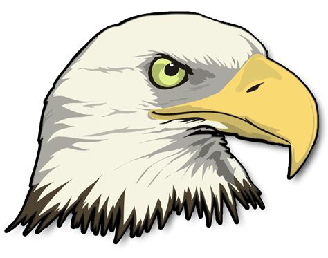 Angry Bald Eagle drawing free image download