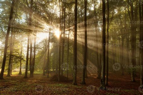 Beautiful morning scene in the forest with sun rays 1321301 Stock Photo ...