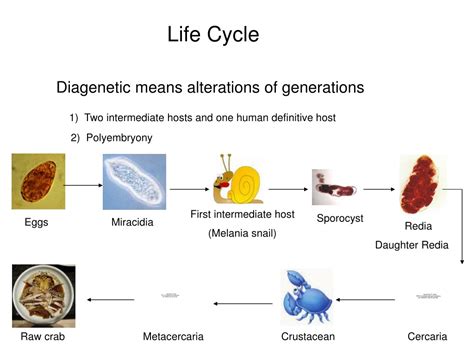 PPT - Paragonimus westermani PowerPoint Presentation, free download ...