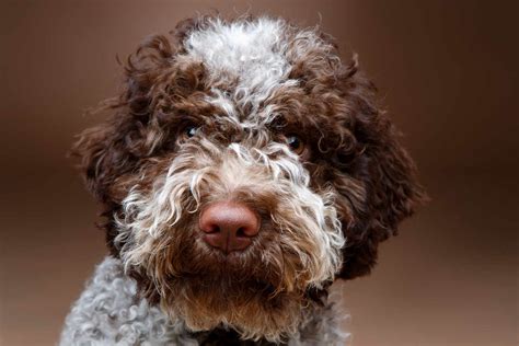 Lagotto Romagnolo - Size | Appearance | Temperament | Price | Pictures