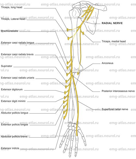 Radial Nerve