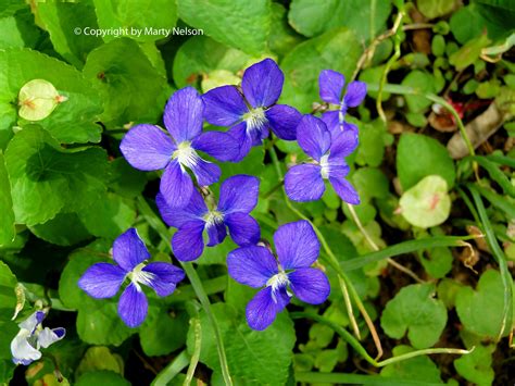 Pictures Of Rhode Island State Flower - Beautiful Insanity