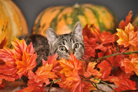 Halloween Cat Names: 180+ Purranormal Names for Your Adorable Kitty