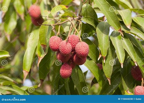 Red Organic Lichi Fruit on Tree Stock Photo - Image of fruit, natural: 118444238