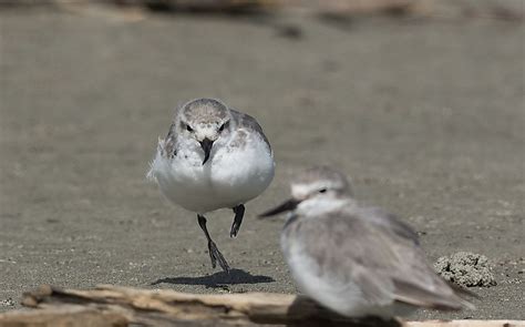 10 Animals That Are Asymmetrical - WorldAtlas