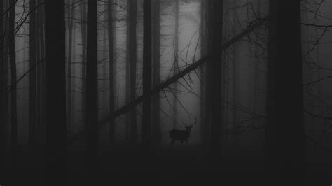 Forest fog [3840x2160] : r/wallpaper