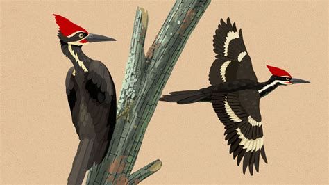 Ivory-billed Woodpecker (Extinct?) | ID, Facts, Diet, Habit & More